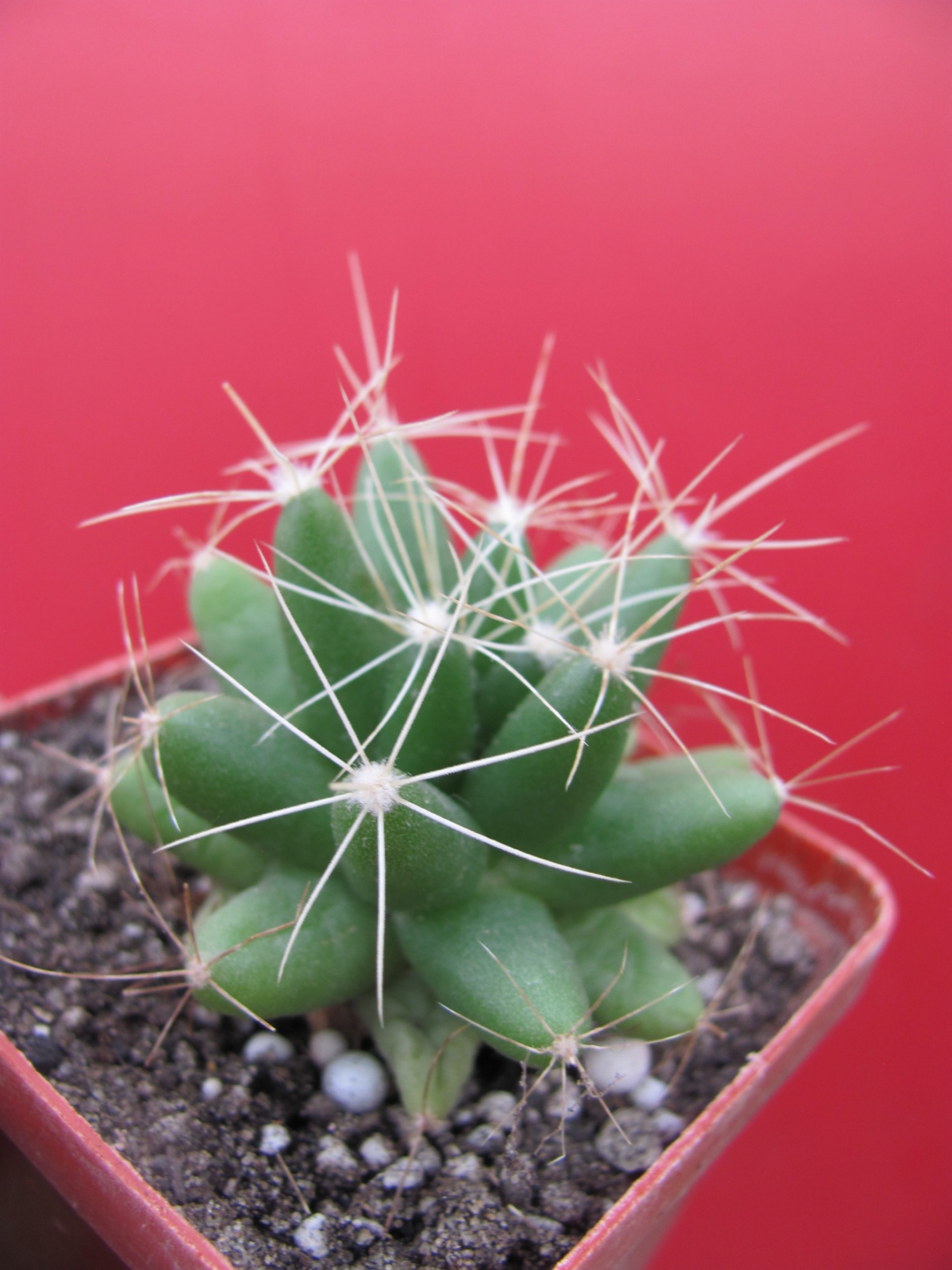 Dolichothele longimamma