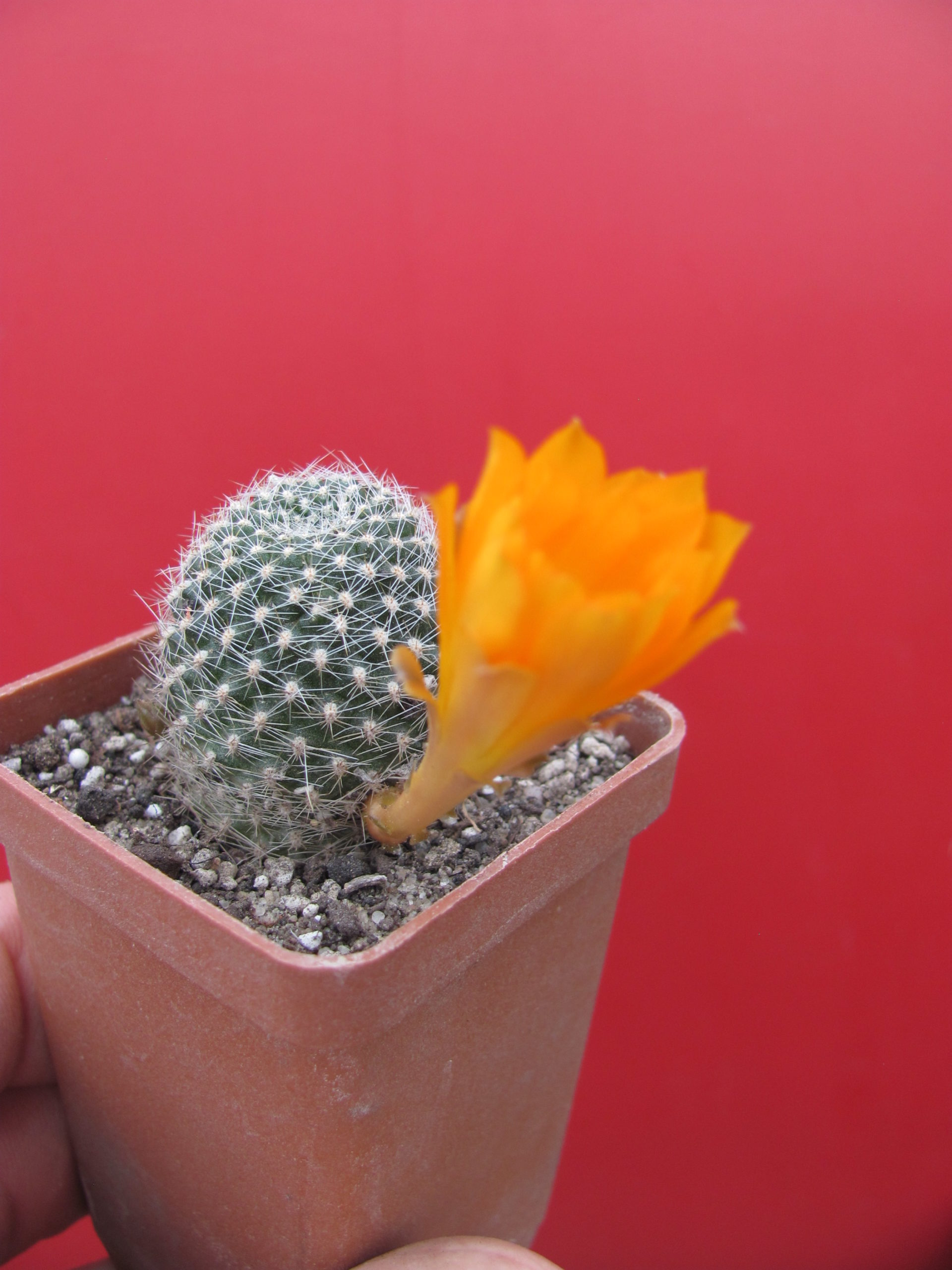 Rebutia krainziana aureiflora