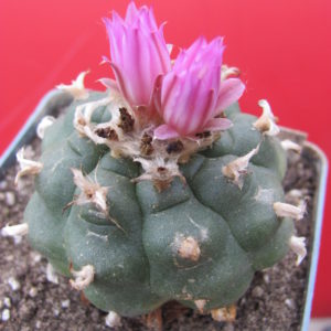 Lophophora  jordaniana