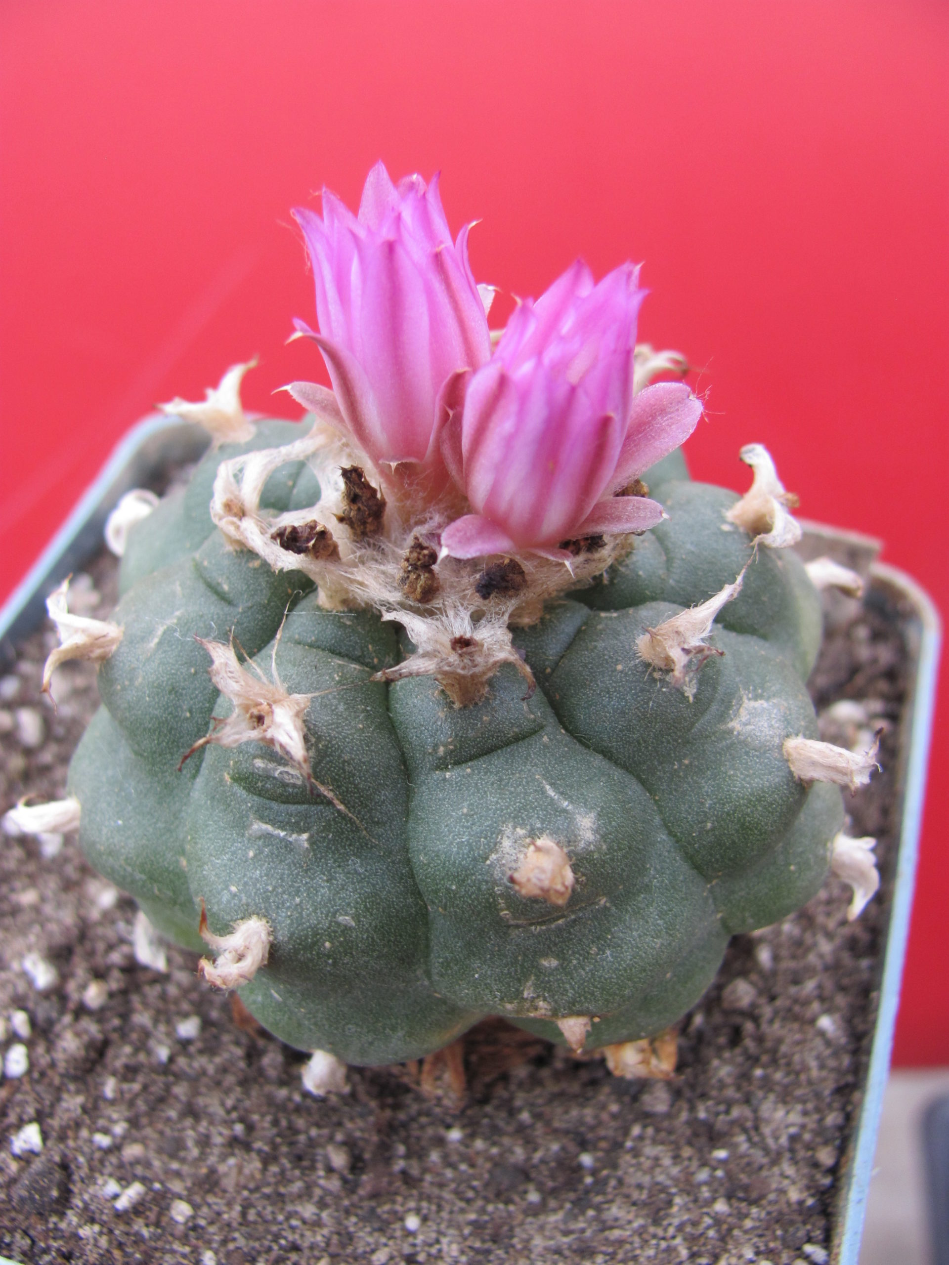 Lophophora jordaniana