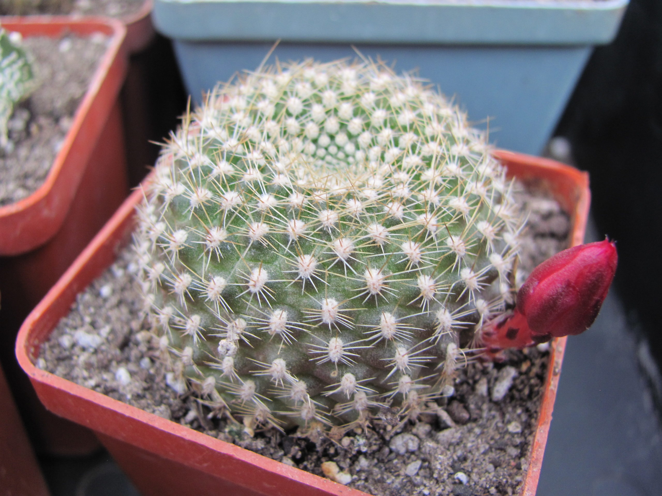 Rebutia  krainziana