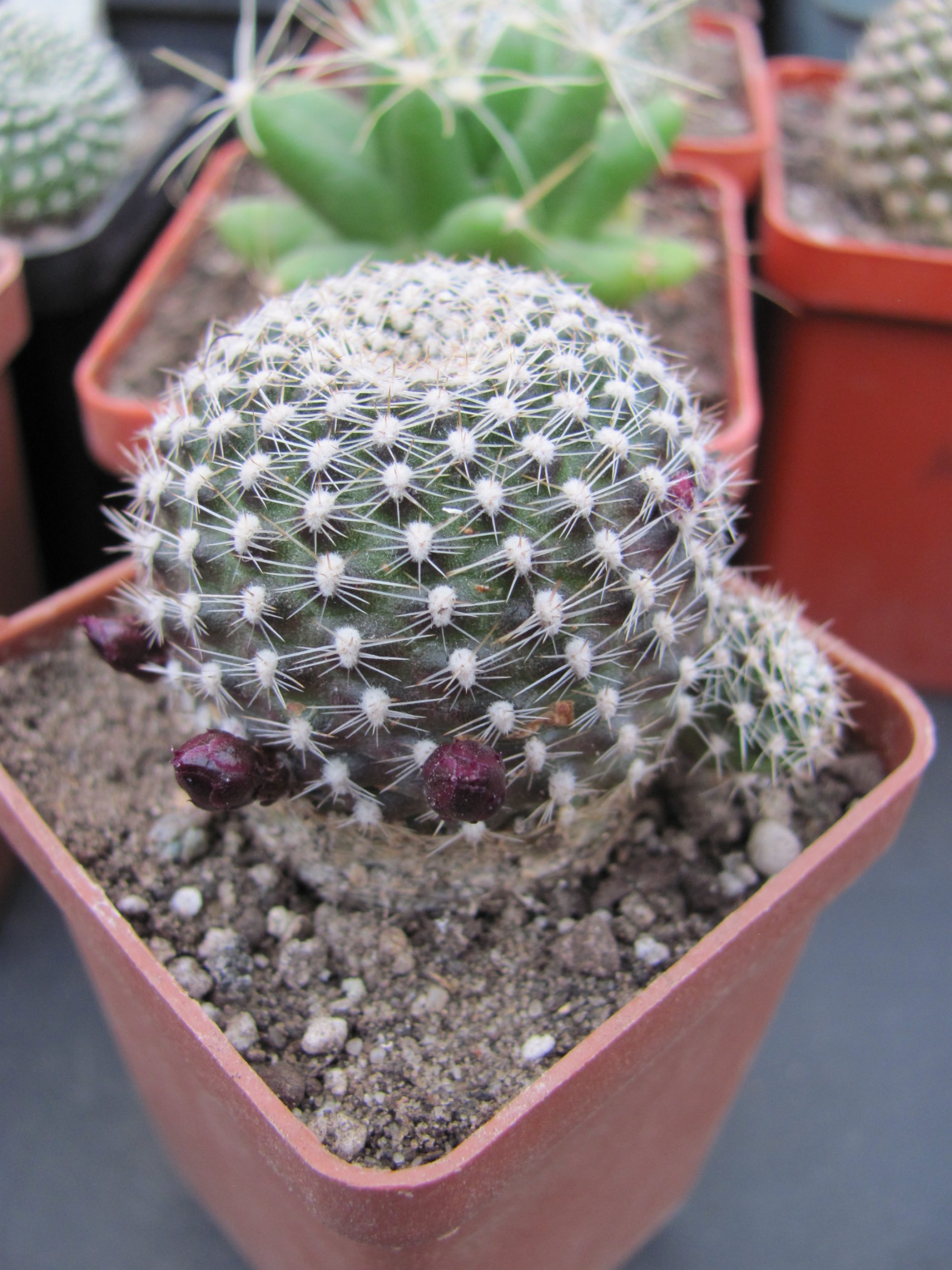 Rebutia krainziana
