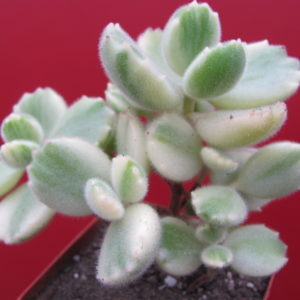 Cotyledon tomentosa variegata