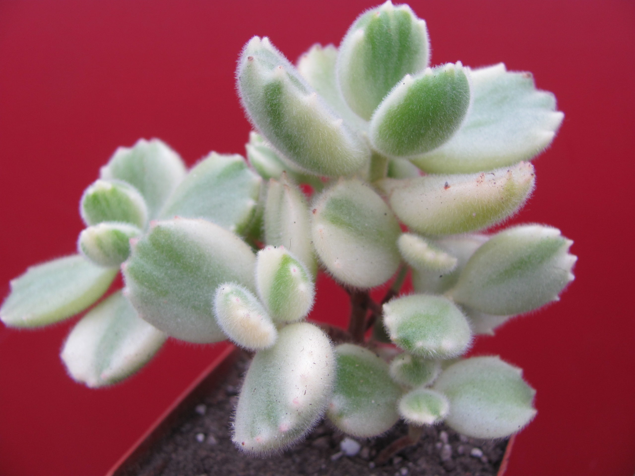 Cotyledon tomentosa variegata