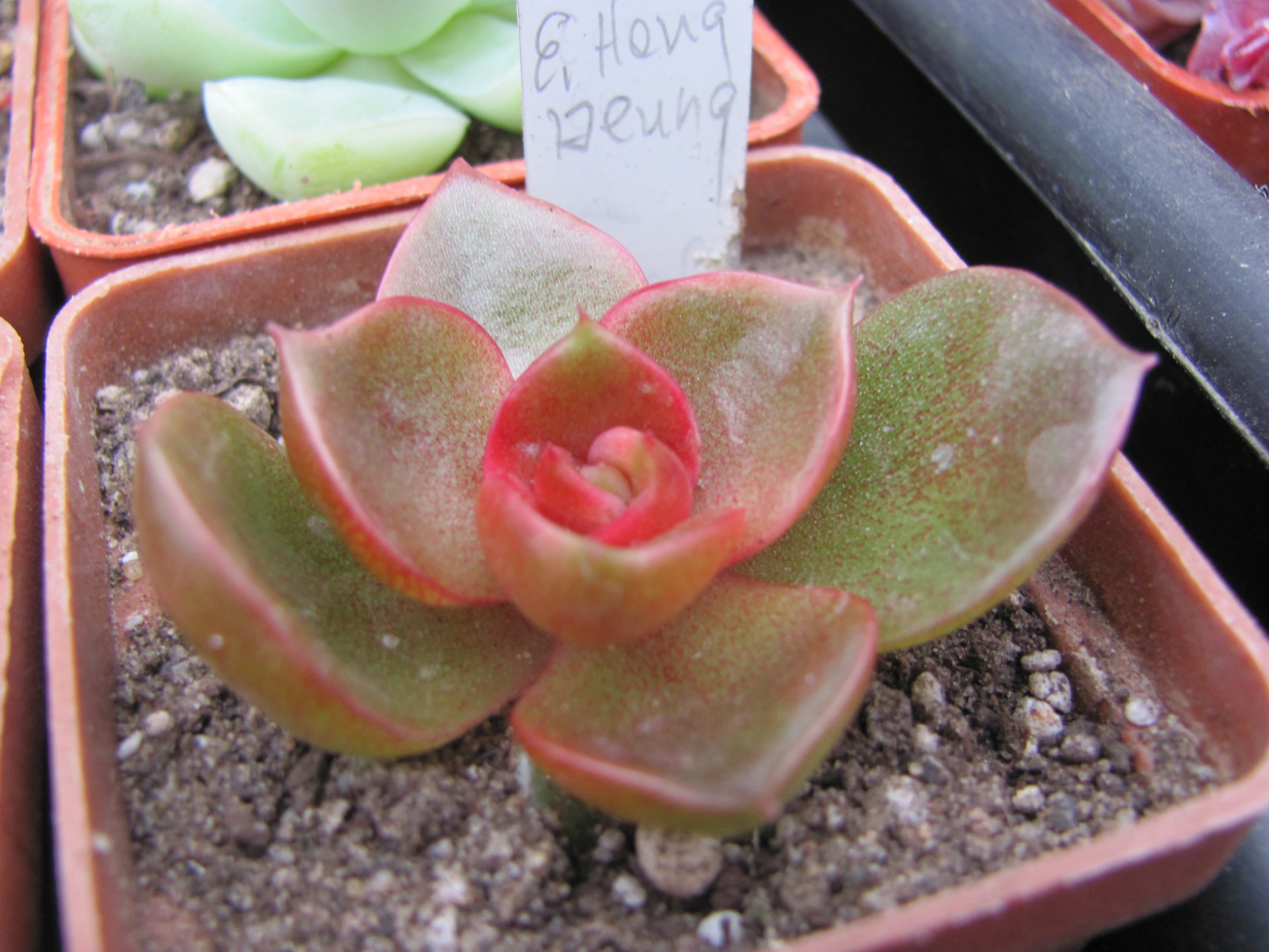 Echeveria Hong Deung  Korea