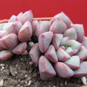 Echeveria expatriata