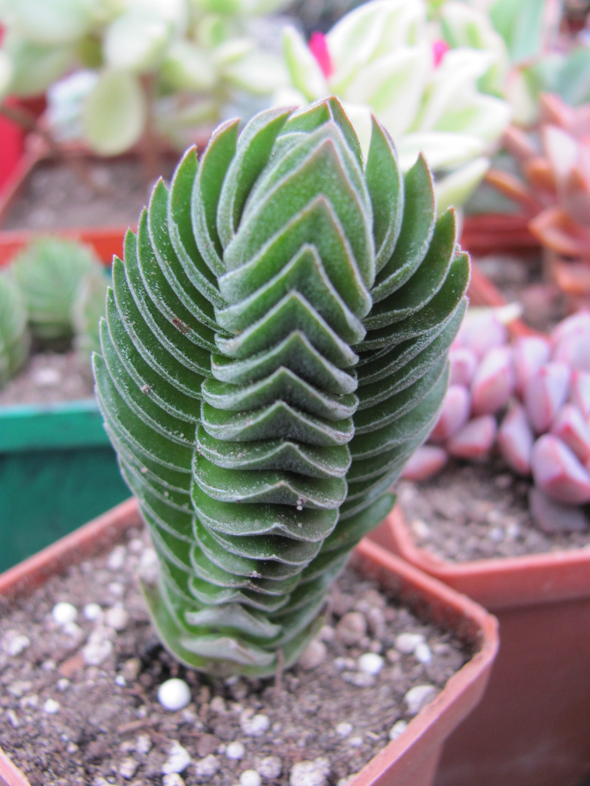 Crassula Buddhas Temple