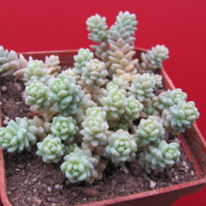 Sedum  dasyphyllum  Major