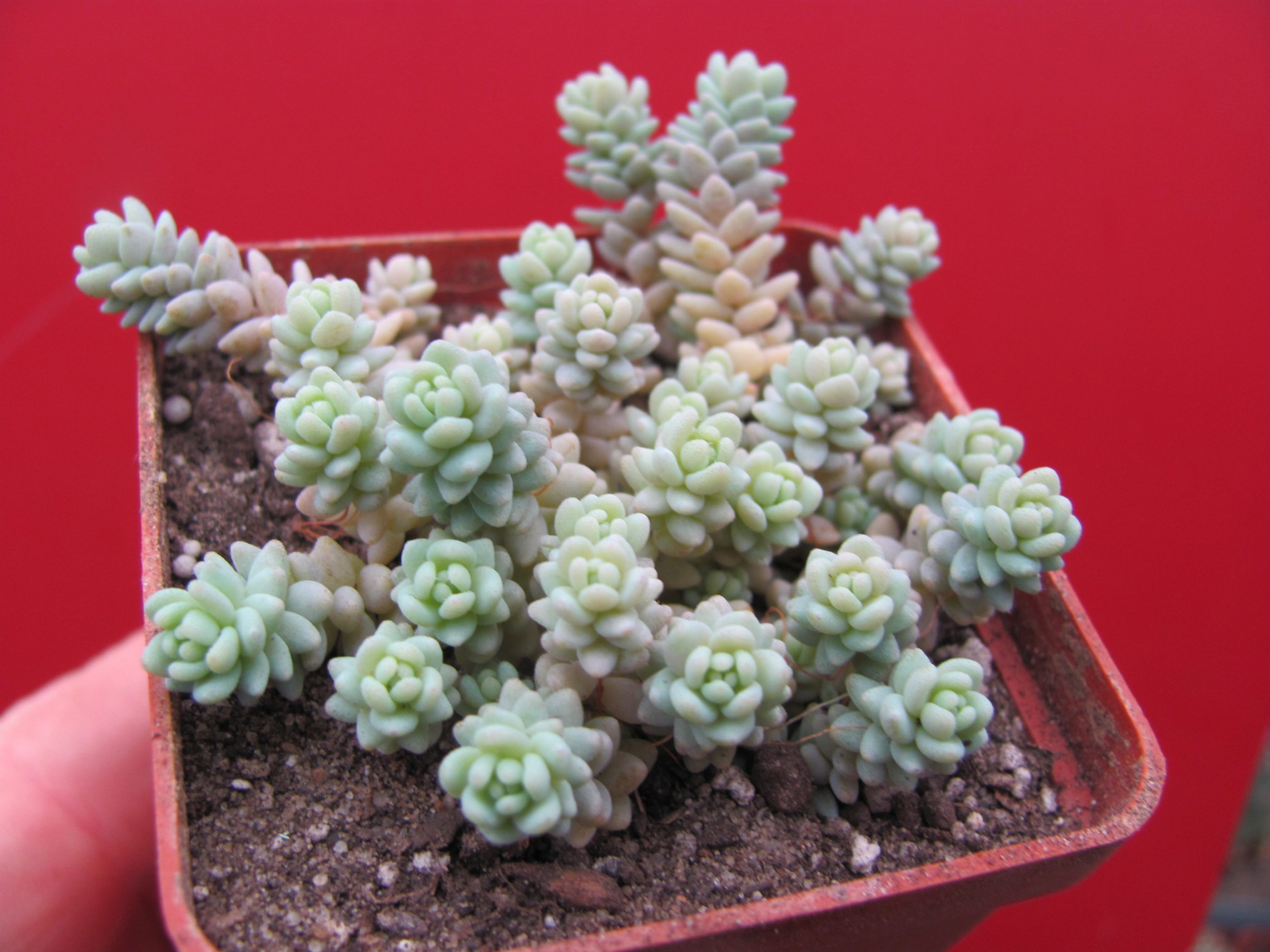 Sedum  dasyphyllum  Major