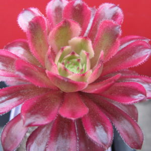 Aeonium Mardi Gras