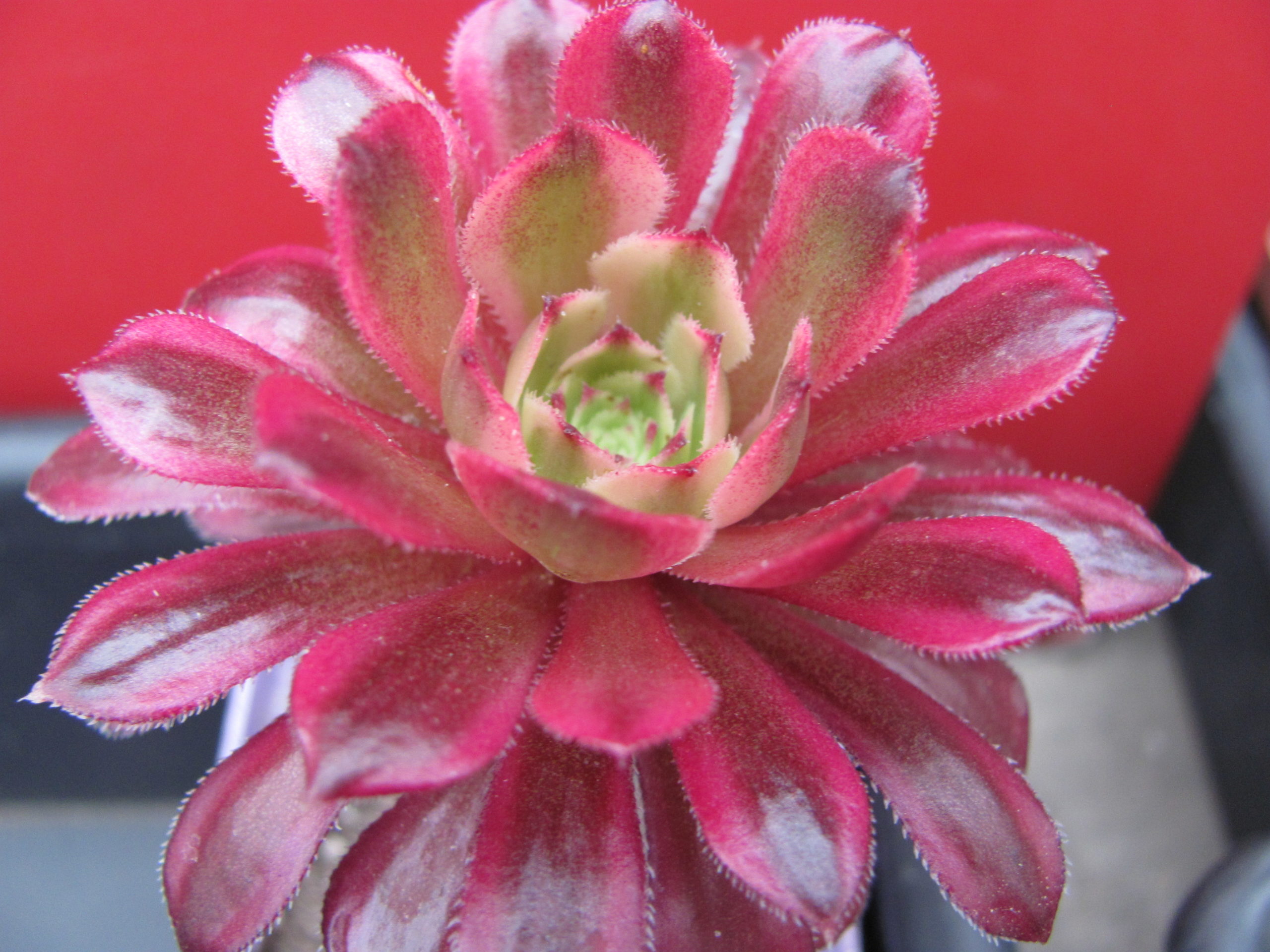 Aeonium Mardi Gras