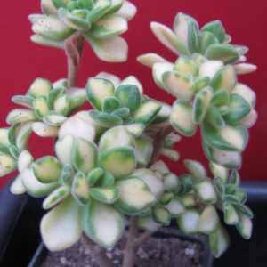 Aeonium lindleyi variegata