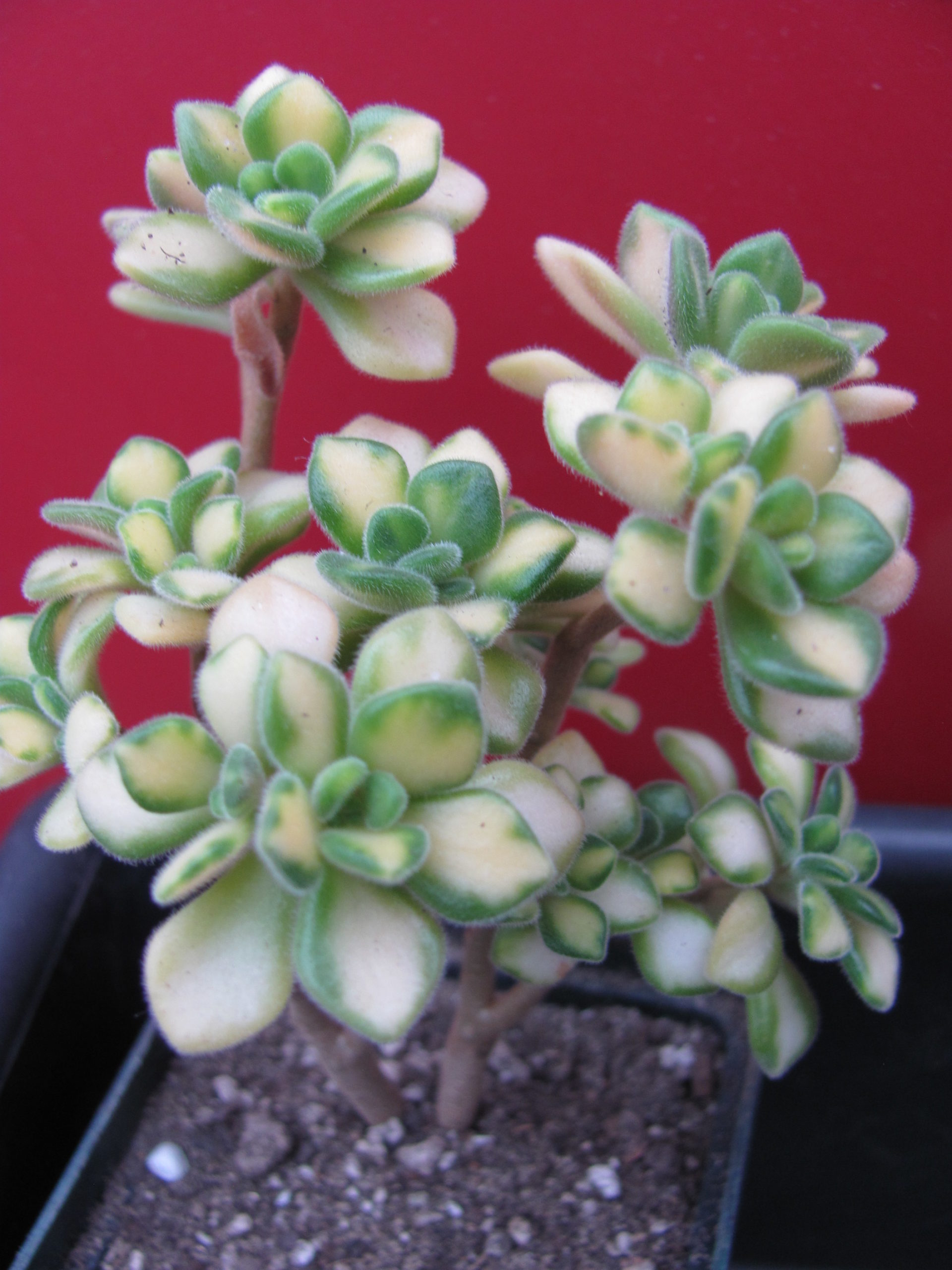 Aeonium lindleyi variegata