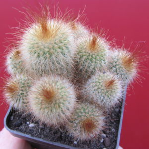Eriocactus leninghausii