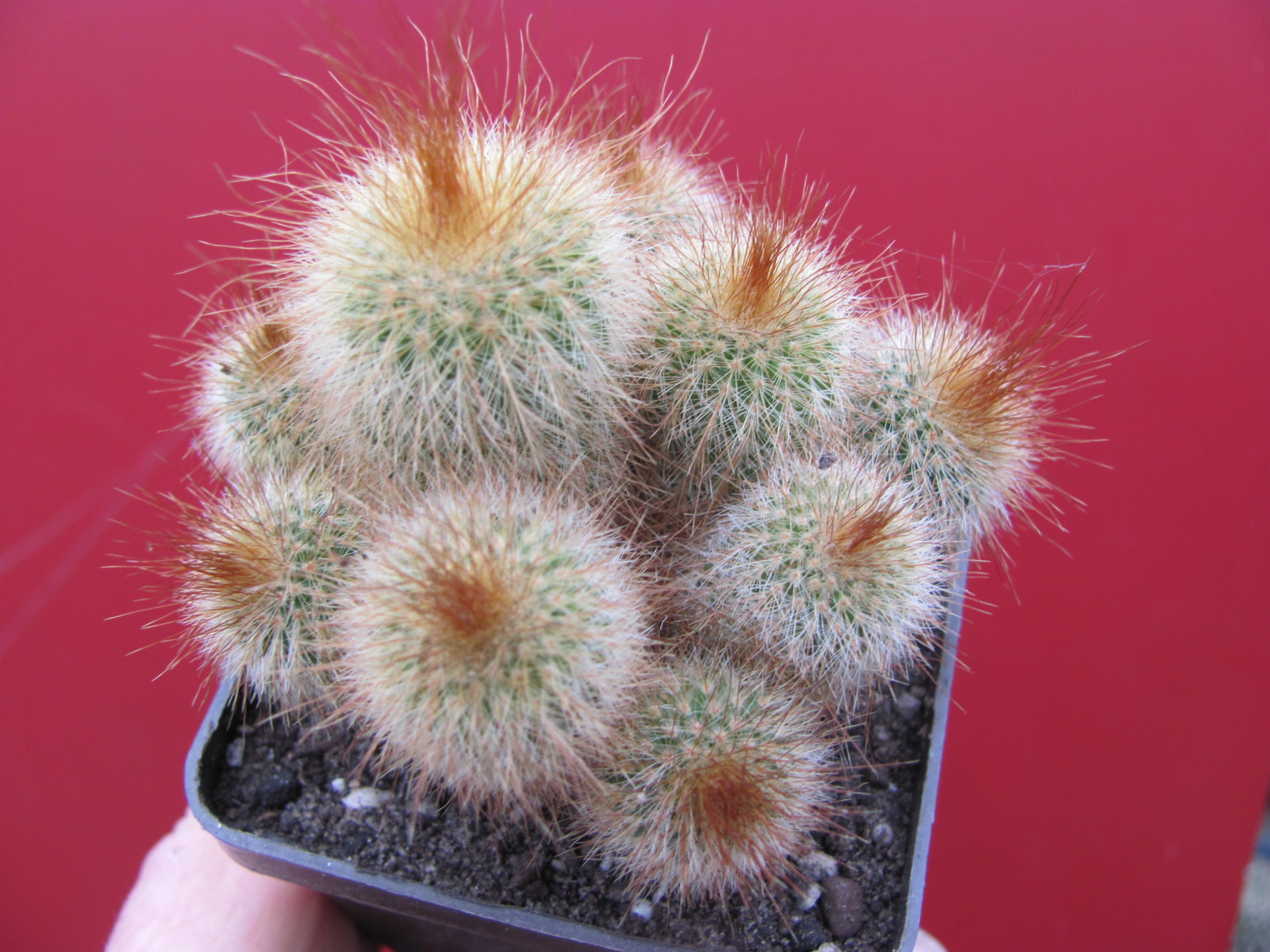 Eriocactus leninghausii