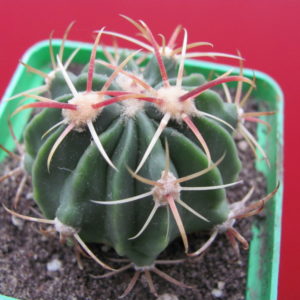 Ferocactus latispinus rubrispinus