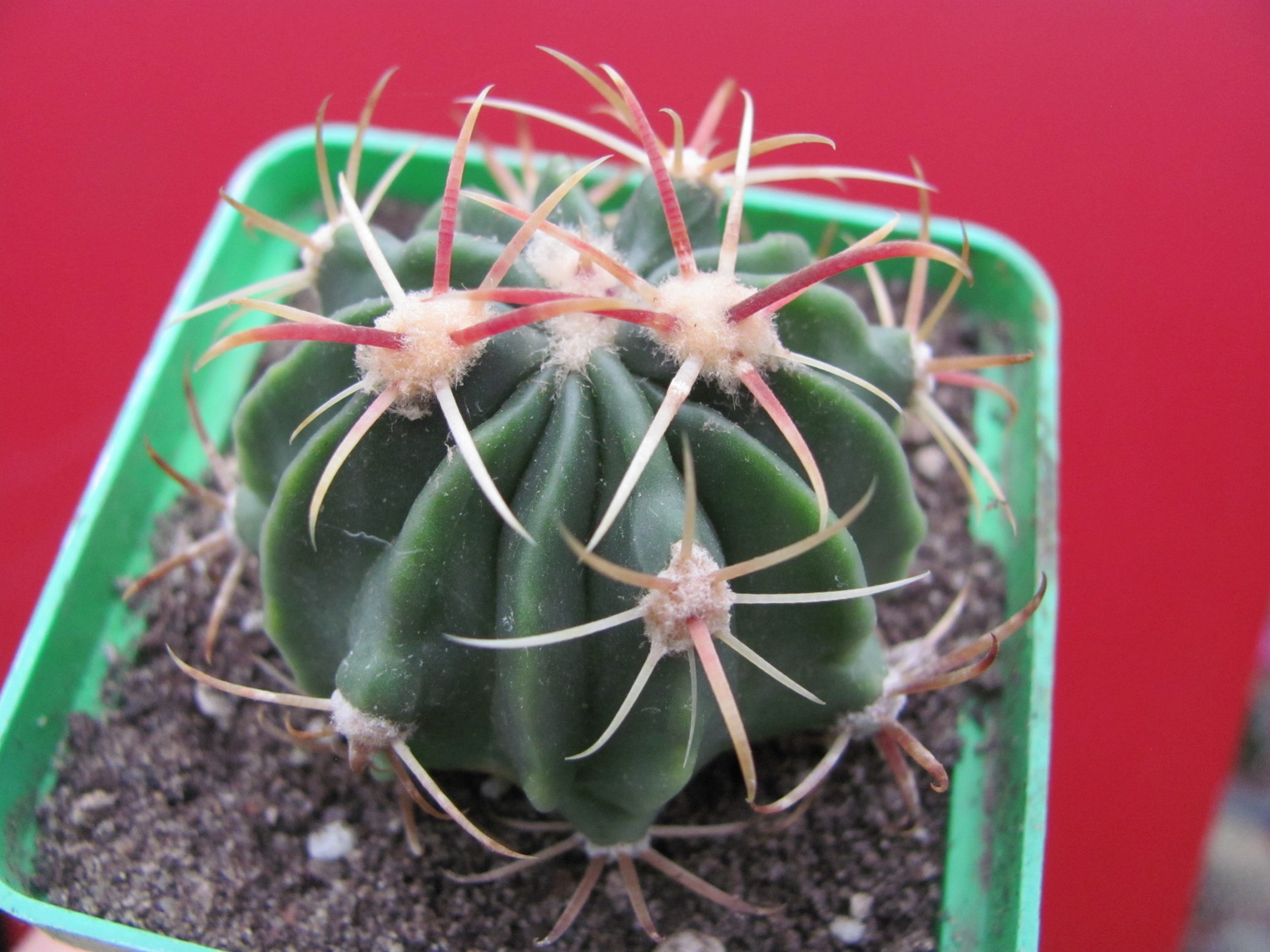 Ferocactus latispinus rubrispinus