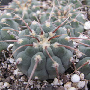 Gymnocalycium vatteri   1 кол.