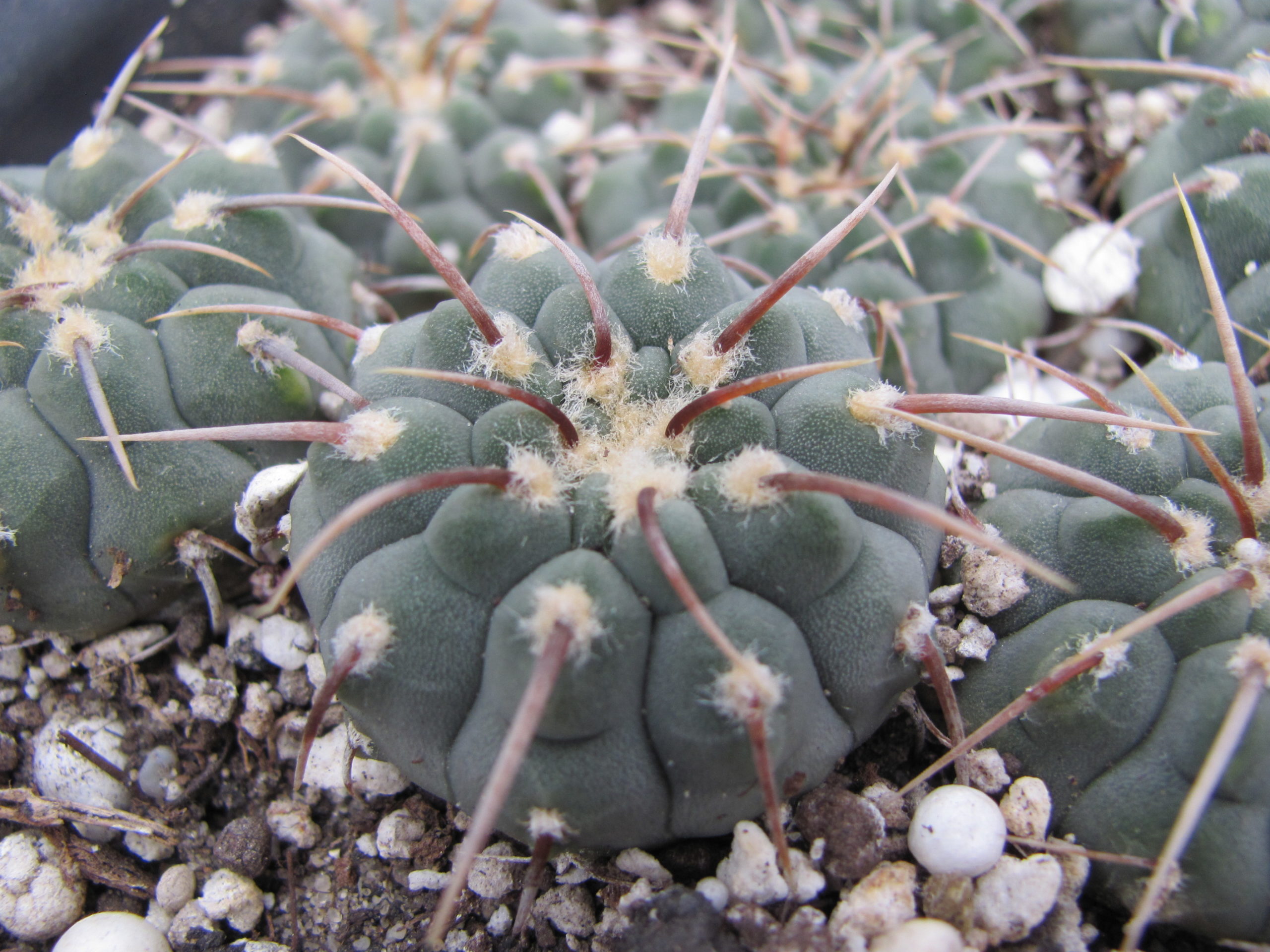 Gymnocalycium vatteri   1 кол.