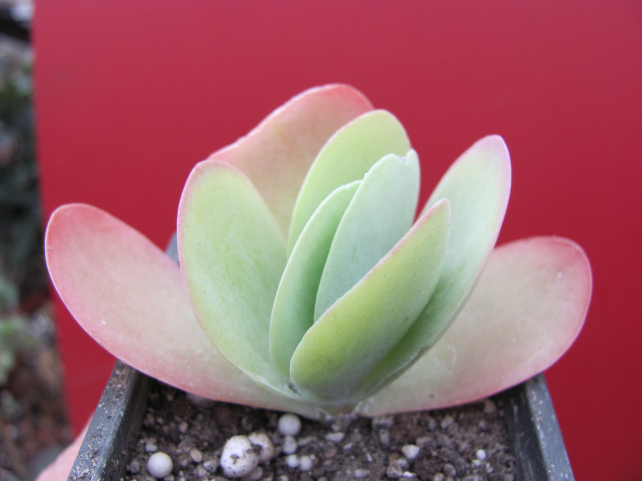 Kalanchoe thyrsiflora