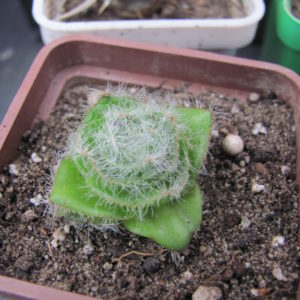 Crassula barbata