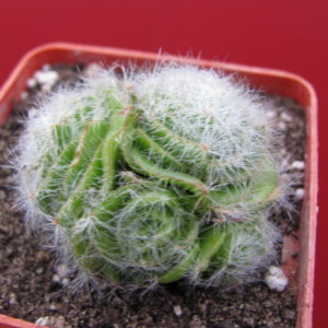 Crassula barbata