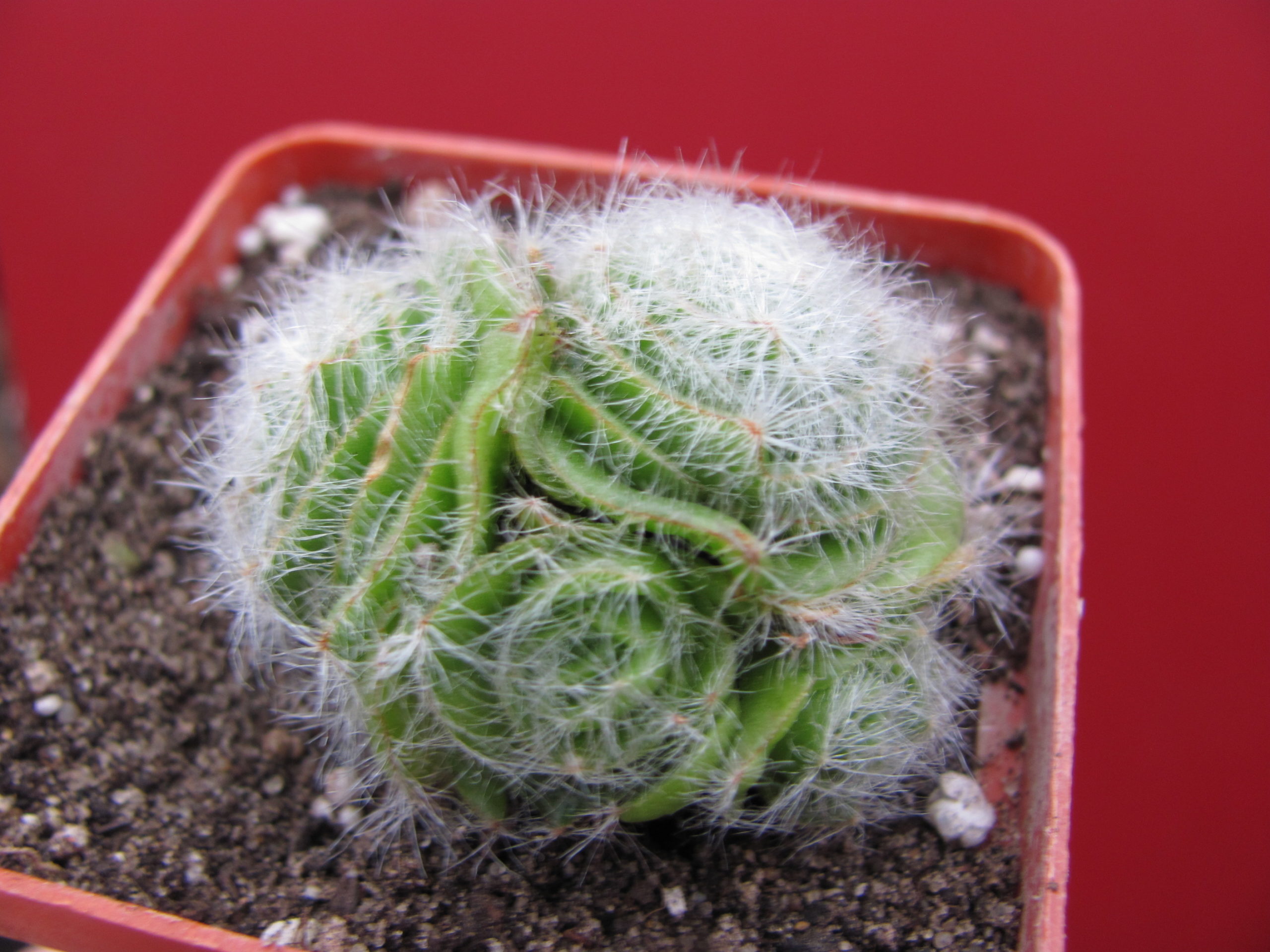 Crassula barbata