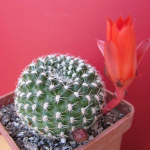 Rebutia  krainziana