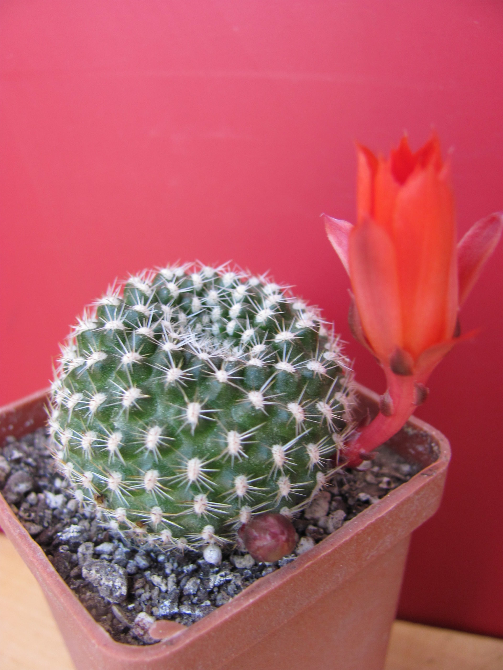 Rebutia  krainziana