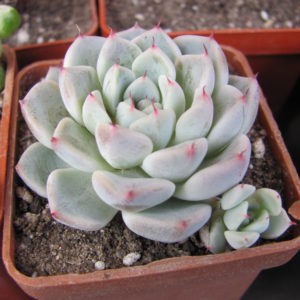 Echeveria  hybr.   #103