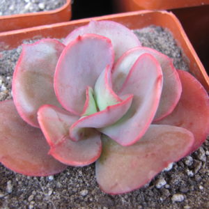 Echeveria Suyon
