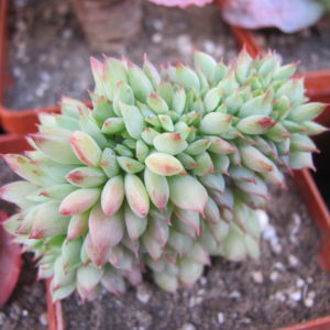 Echeveria   ramillete cristata