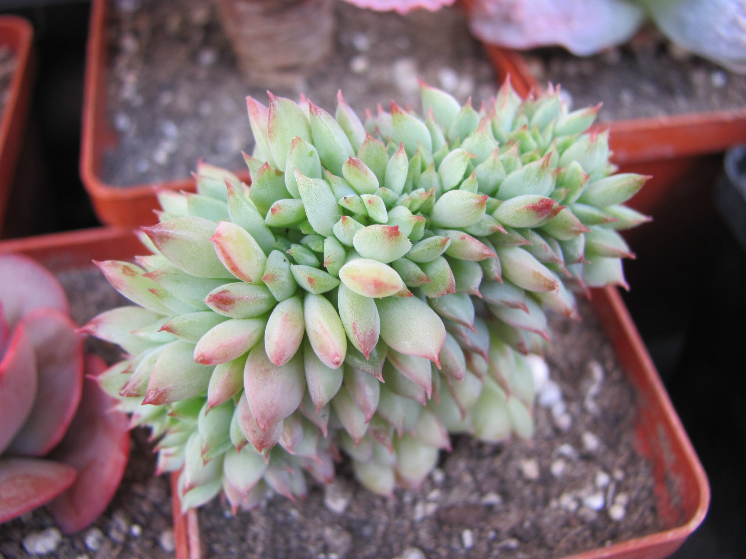 Echeveria   ramillete cristata