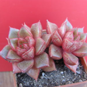 Echeveria  purpusorum  hybr.