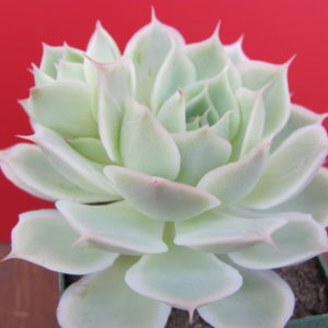 Echeveria  Laguna Sanchez  hybr.