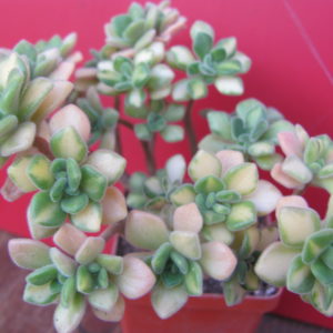 Aeonium lindleyi variegata