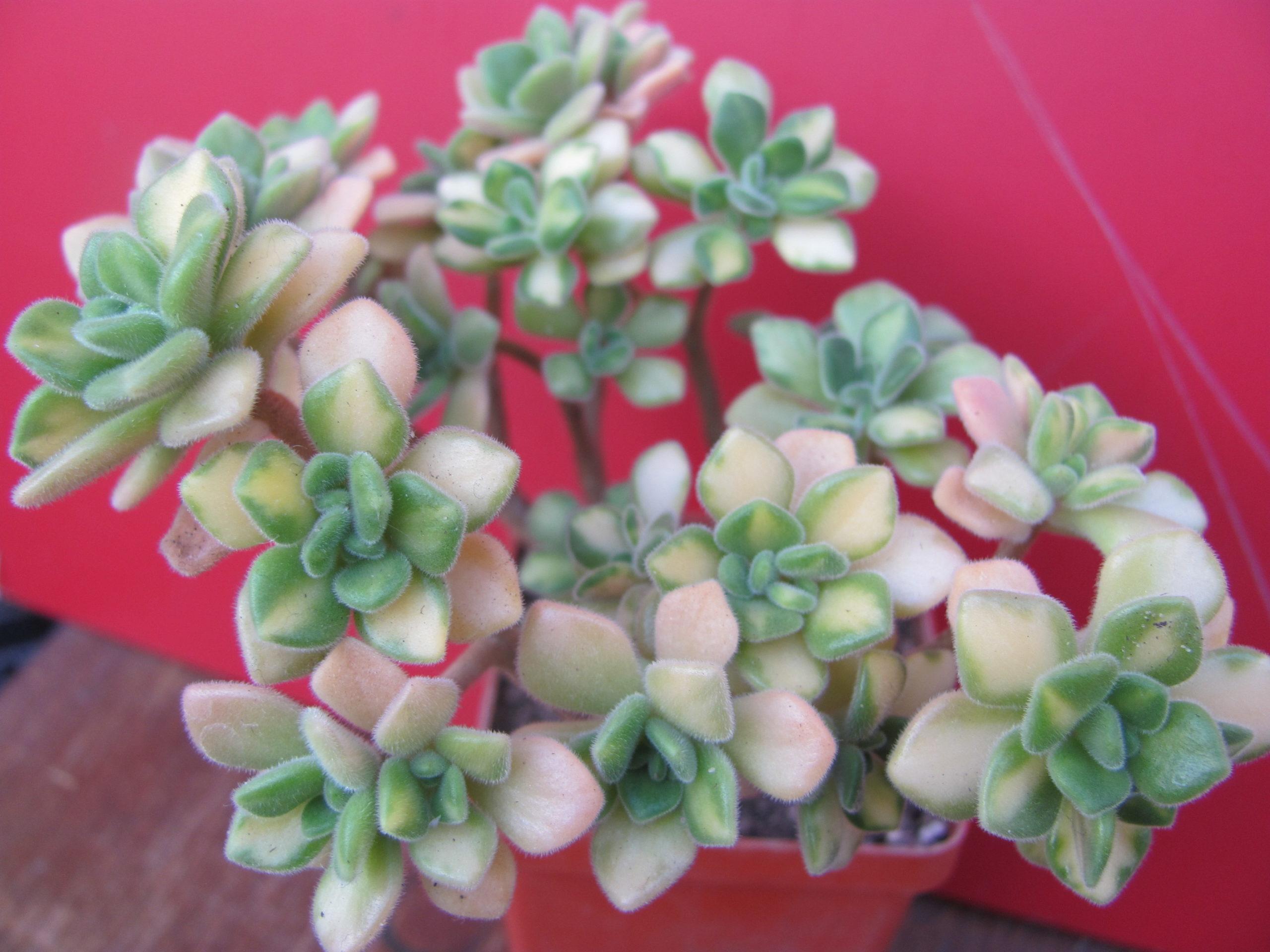Aeonium lindleyi variegata
