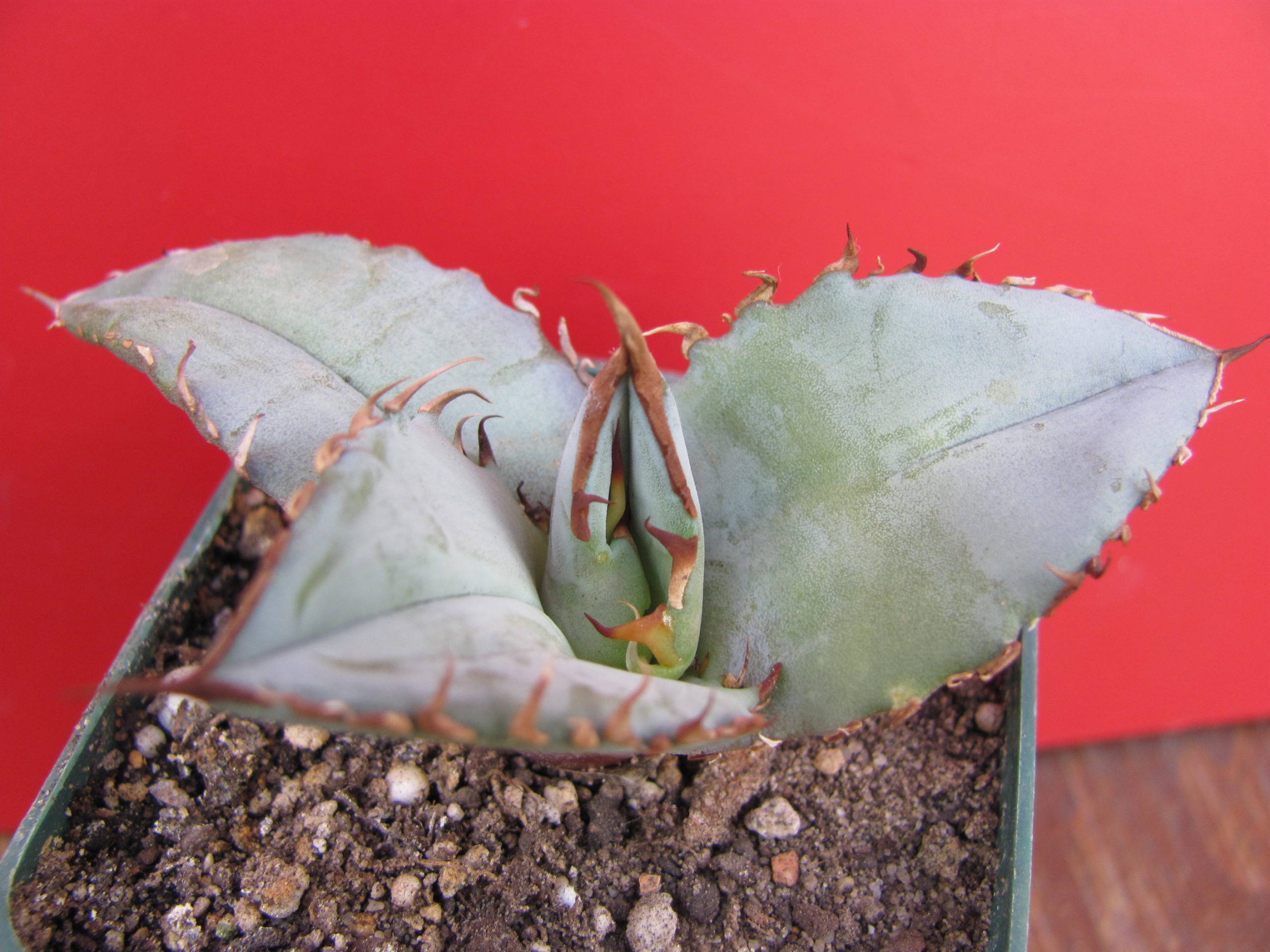 Agava titanota  Blue