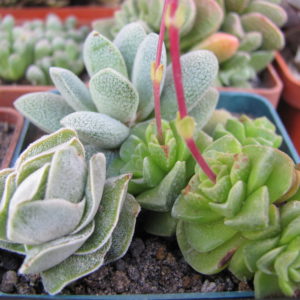 Crassula 3 разом