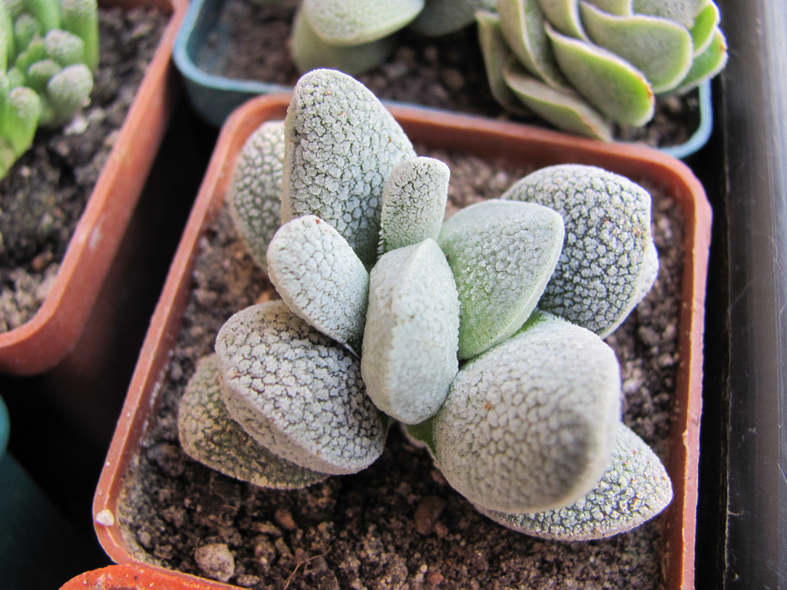 Crassula tecta