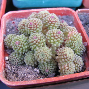 Monanthes polyphylla