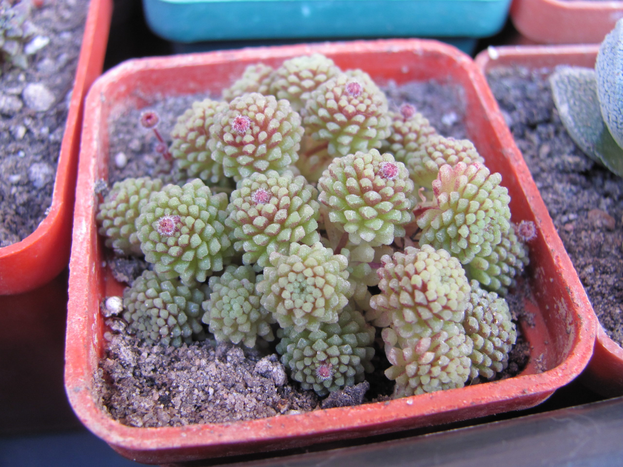 Monanthes polyphylla