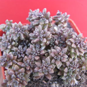 Monanthes subcrassicaulis