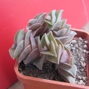 Tradescantia navicularis