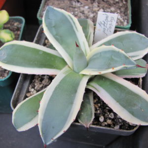 Agava pattonii variegata