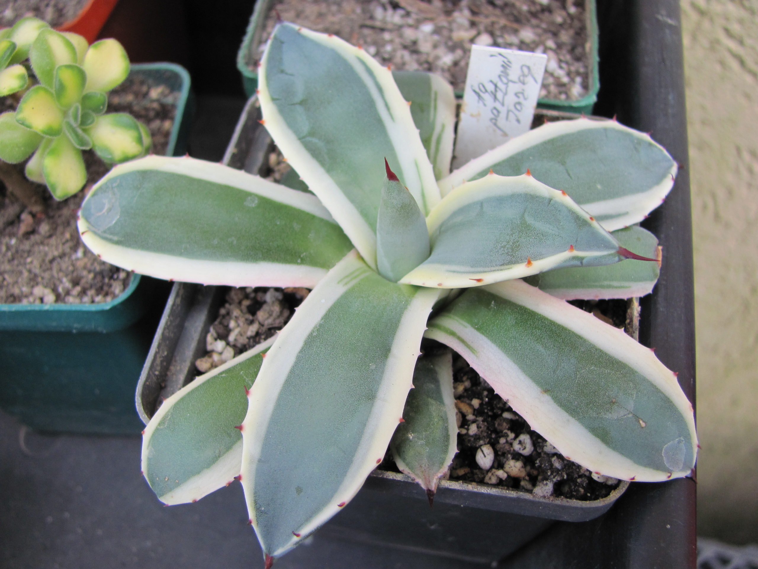Agava pattonii variegata