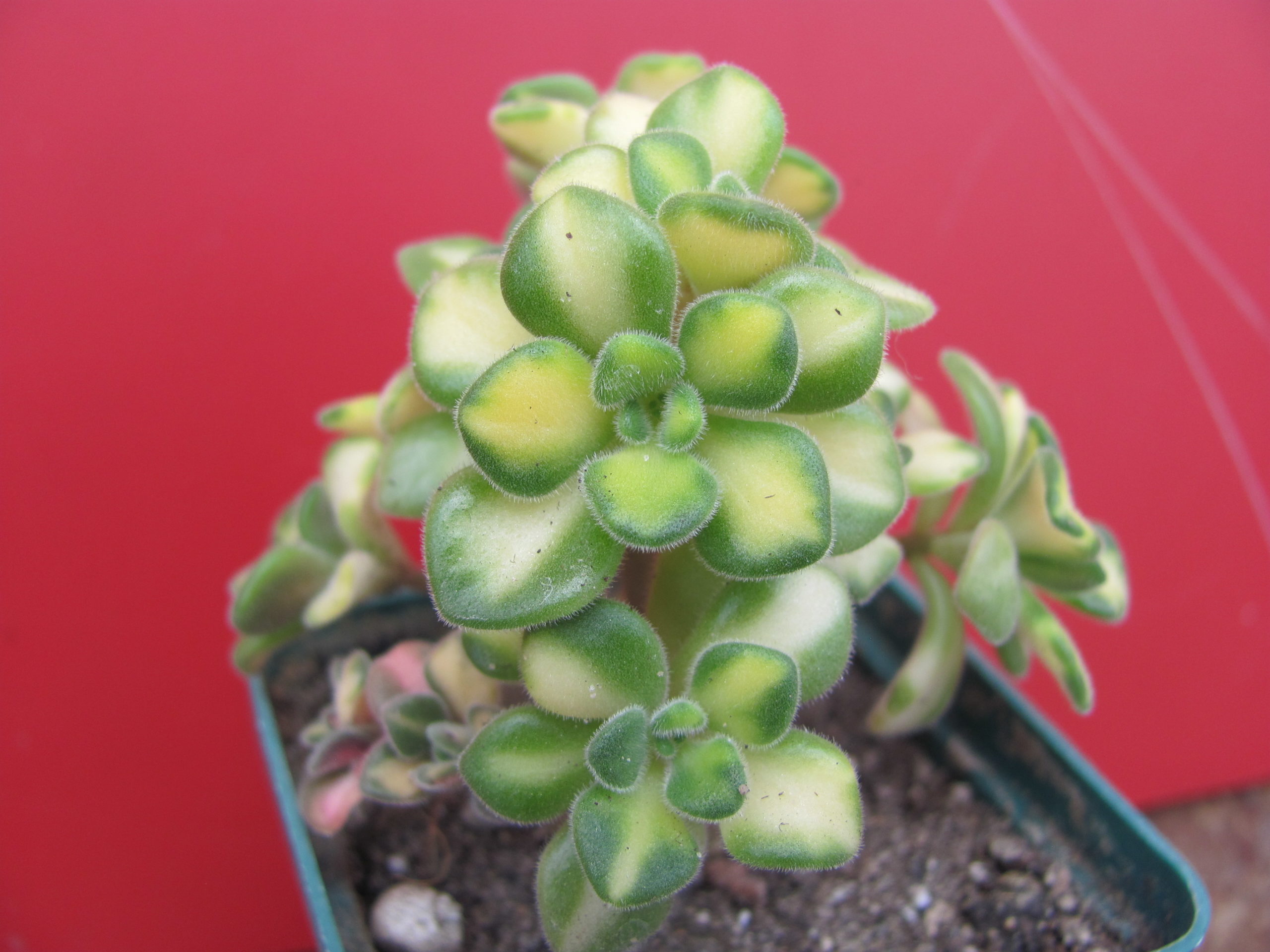 Agava lindleyi variegata