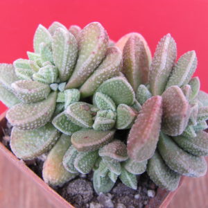 Crassula hybr.