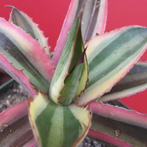 Agava lophantha  guadricolor