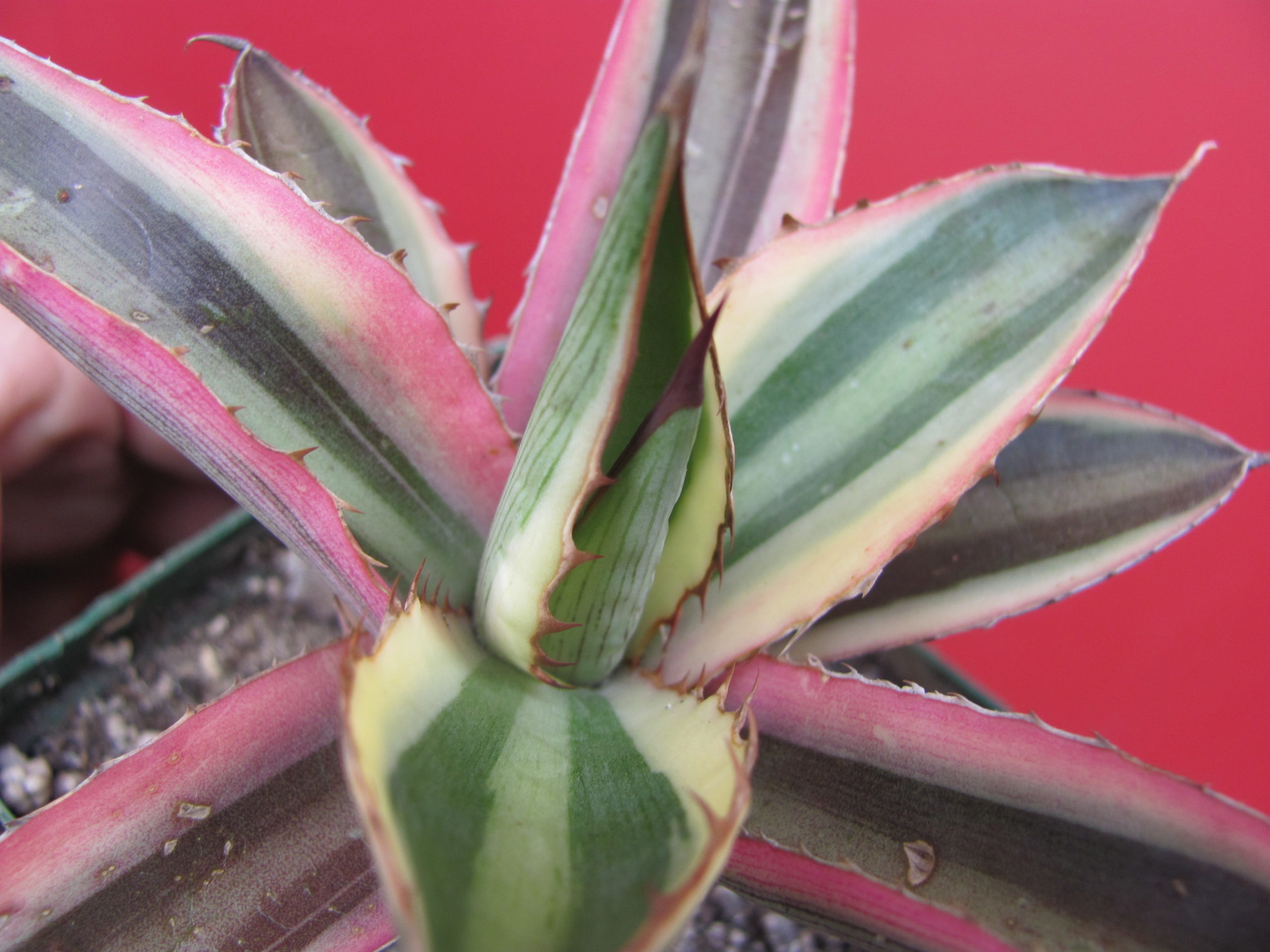 Agava lophantha  guadricolor